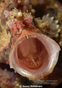 Warty frog fish bellowing by Suzan Meldonian 